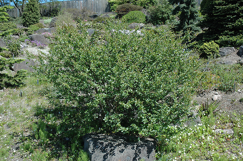 Arctic Birch (Betula nana) at Jensen's Nursery & Landscaping