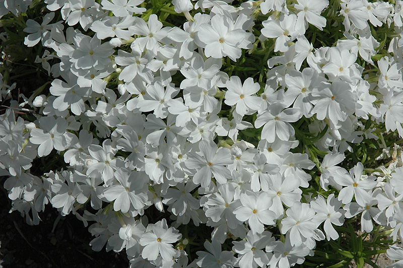 White Delight Moss Phlox (Phlox subulata 'White Delight') at Jensen's Nursery & Landscaping