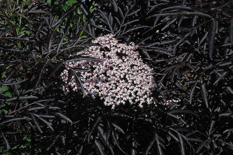 Black Lace Elder (Sambucus nigra 'Eva') at Jensen's Nursery & Landscaping