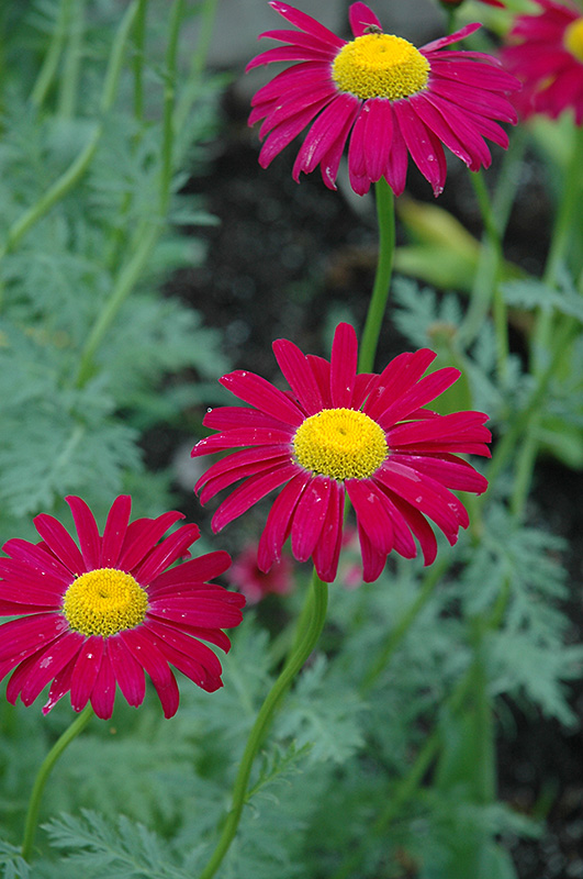 Robinson's Red Painted Daisy (Tanacetum coccineum 'Robinson's Red') at Jensen's Nursery & Landscaping