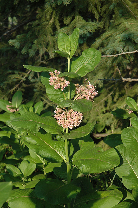 Common Milkweed (Asclepias syriaca) at Jensen's Nursery & Landscaping