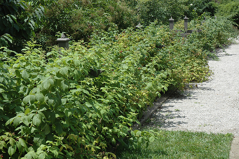 Heritage Raspberry (Rubus 'Heritage') at Jensen's Nursery & Landscaping