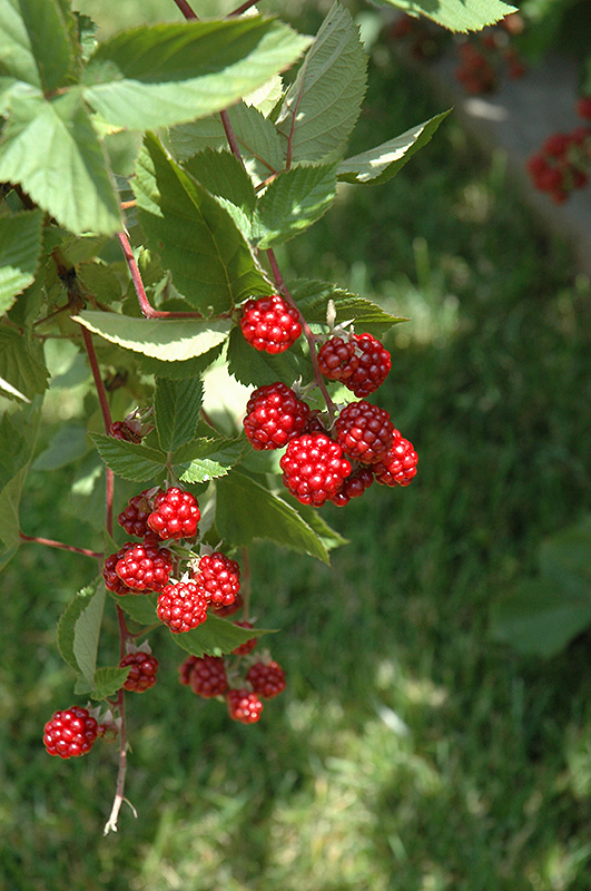 Heritage Raspberry (Rubus 'Heritage') at Jensen's Nursery & Landscaping