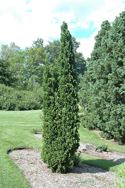 Degroot's Spire Arborvitae (Thuja occidentalis 'Degroot's Spire') at Jensen's Nursery & Landscaping