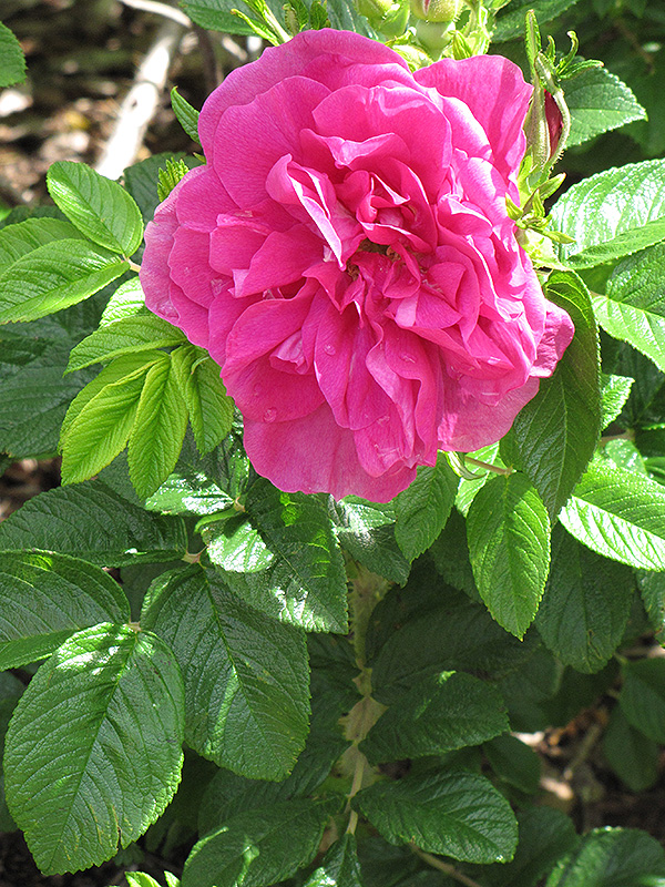 Hansa Rose (Rosa 'Hansa') at Jensen's Nursery & Landscaping