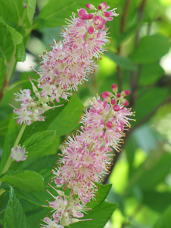 Ruby Spice Summersweet (Clethra alnifolia 'Ruby Spice') at Jensen's Nursery & Landscaping
