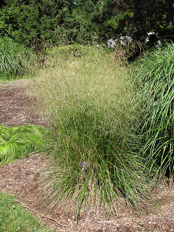 Bronzeschlier Tufted Hair Grass (Deschampsia cespitosa 'Bronzeschlier') at Jensen's Nursery & Landscaping