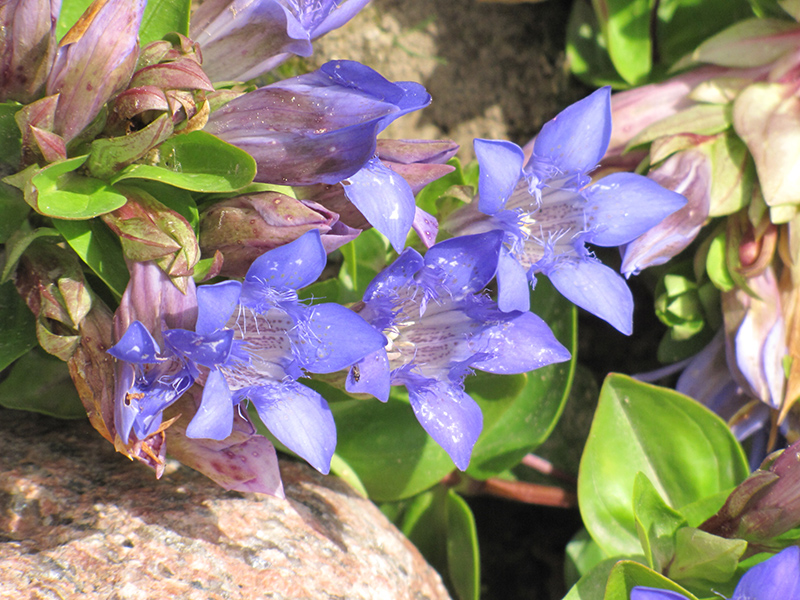 Dark Blue Summer Gentian (Gentiana septemfida 'Dark Blue') at Jensen's Nursery & Landscaping