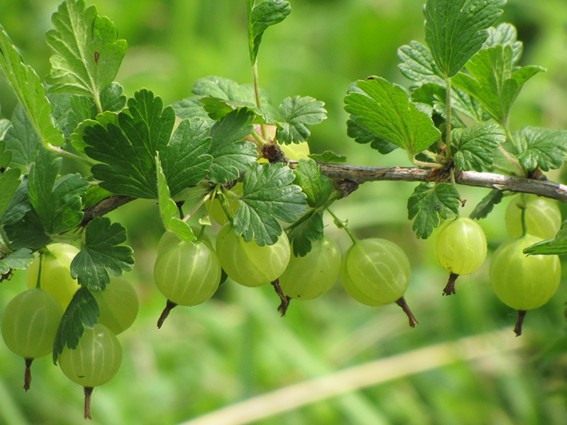 Hinnonmaki Green Gooseberry (Ribes uva-crispa 'Hinnonmaki Green') at Jensen's Nursery & Landscaping