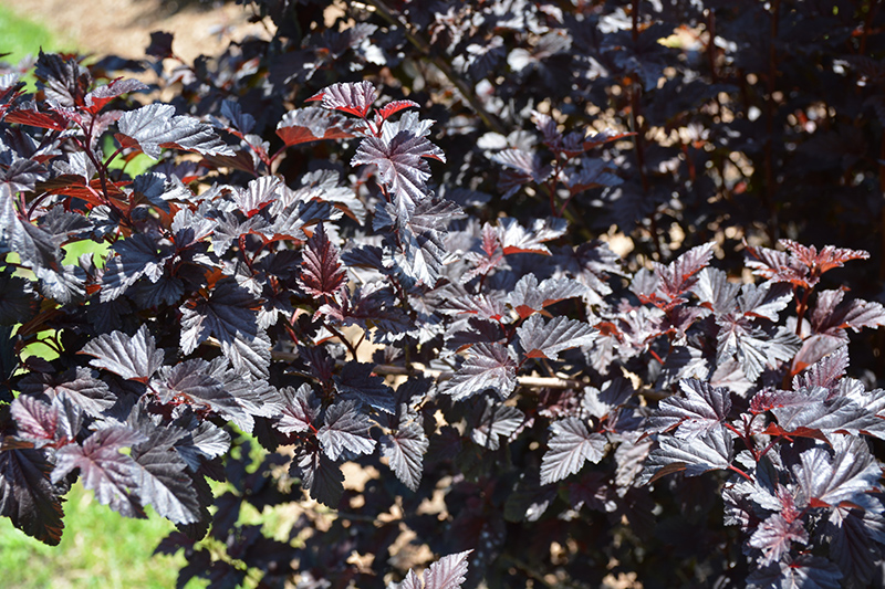 Summer Wine Black Ninebark (Physocarpus opulifolius 'SMNPMS') at Jensen's Nursery & Landscaping