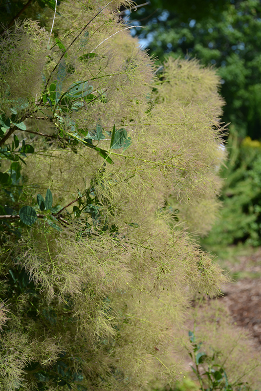 Young Lady Smokebush (Cotinus coggygria 'Young Lady') at Jensen's Nursery & Landscaping