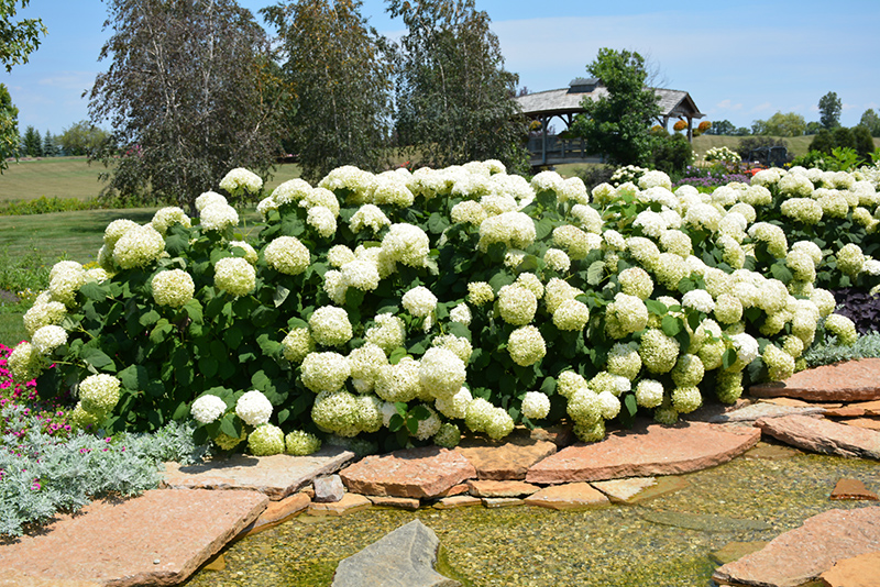 Incrediball Hydrangea (Hydrangea arborescens 'Abetwo') at Jensen's Nursery & Landscaping