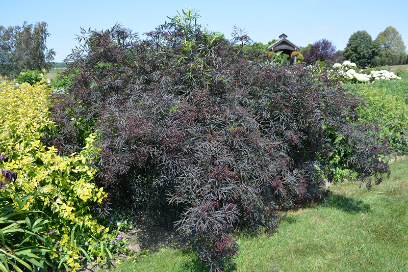 Black Lace Elder (Sambucus nigra 'Eva') at Jensen's Nursery & Landscaping