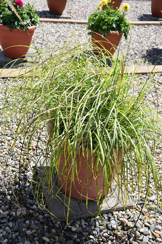 Little Miss Maiden Grass (Miscanthus sinensis 'Little Miss') at Jensen's Nursery & Landscaping