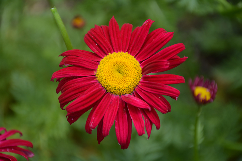 Robinson's Red Painted Daisy (Tanacetum coccineum 'Robinson's Red') at Jensen's Nursery & Landscaping