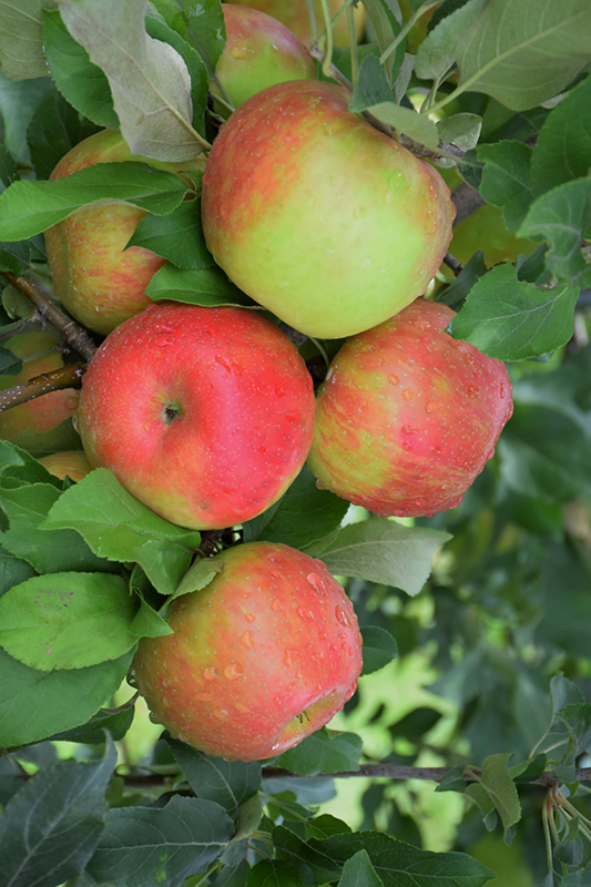 Honeycrisp Apple (Malus 'Honeycrisp') at Jensen's Nursery & Landscaping