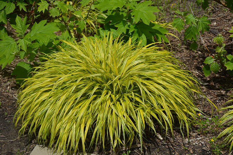 Golden Variegated Hakone Grass (Hakonechloa macra 'Aureola') at Jensen's Nursery & Landscaping