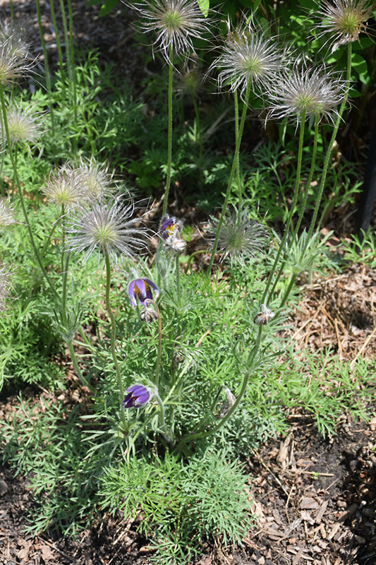Pasqueflower (Pulsatilla vulgaris) at Jensen's Nursery & Landscaping