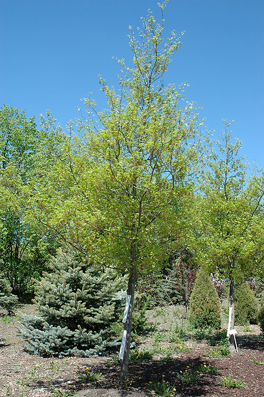 Shooting Star Northern Pin Oak (Quercus ellipsoidalis 'Shooting Star') at Jensen's Nursery & Landscaping