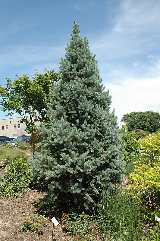 Upright Colorado Spruce (Picea pungens 'Fastigiata') at Jensen's Nursery & Landscaping