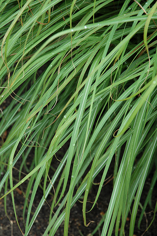 Huron Sunrise Maiden Grass (Miscanthus sinensis 'Huron Sunrise') at Jensen's Nursery & Landscaping