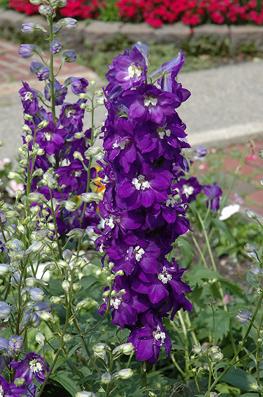 Purple Passion Larkspur (Delphinium 'Purple Passion') at Jensen's Nursery & Landscaping