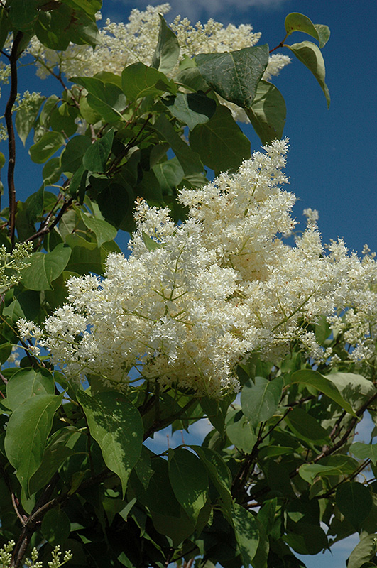 Ivory Silk Tree Lilac (tree form) (Syringa reticulata 'Ivory Silk (tree form)') at Jensen's Nursery & Landscaping