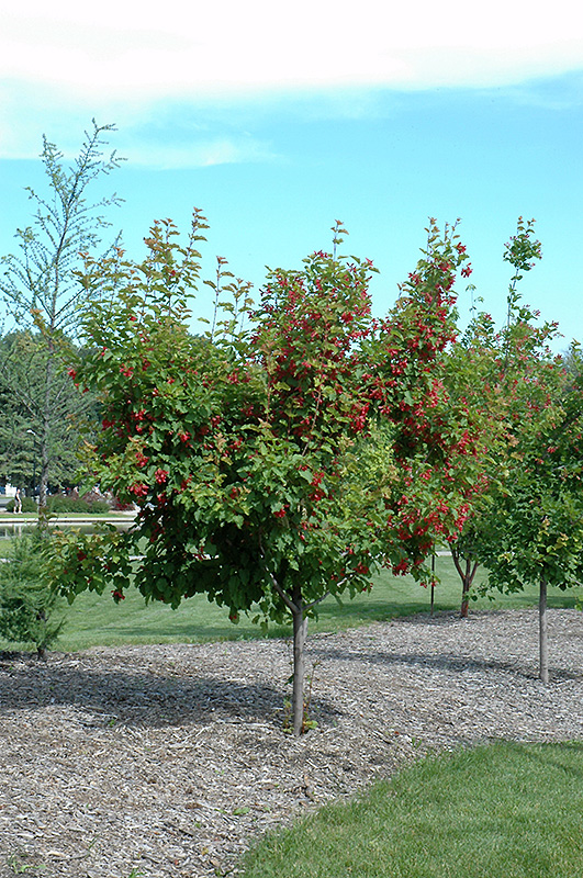 Ruby Slippers Amur Maple (Acer ginnala 'Ruby Slippers') at Jensen's Nursery & Landscaping
