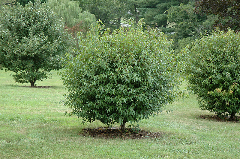 Compact Amur Maple (Acer ginnala 'Compactum') at Jensen's Nursery & Landscaping