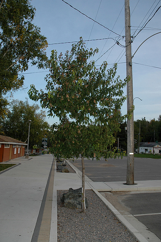 Amur Maple (tree form) (Acer ginnala '(tree form)') at Jensen's Nursery & Landscaping