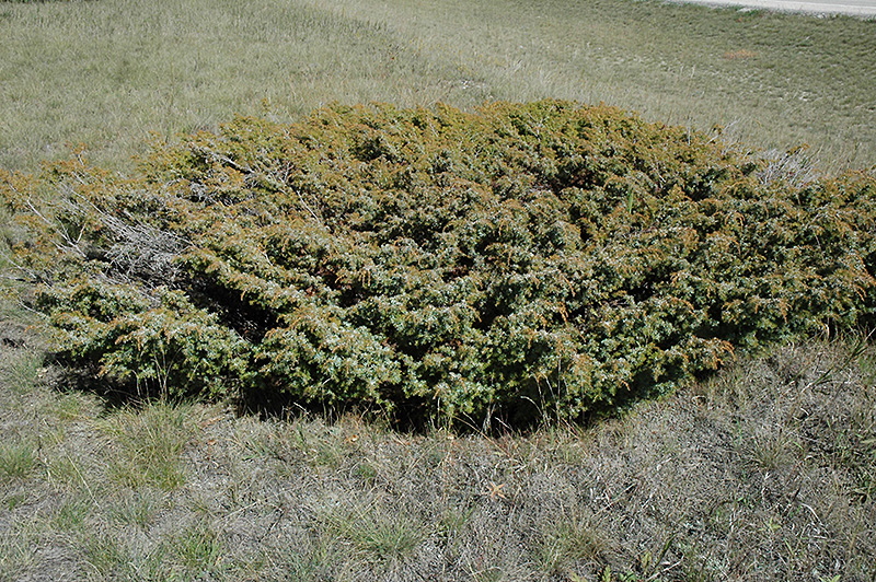 Common Juniper (Juniperus communis) at Jensen's Nursery & Landscaping