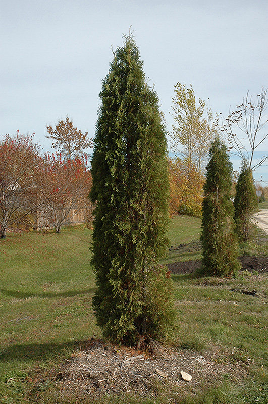 Skybound Arborvitae (Thuja occidentalis 'Skybound') at Jensen's Nursery & Landscaping