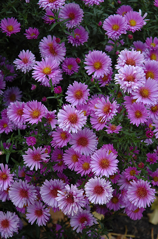 Purple Dome Aster (Aster novae-angliae 'Purple Dome') at Jensen's Nursery & Landscaping