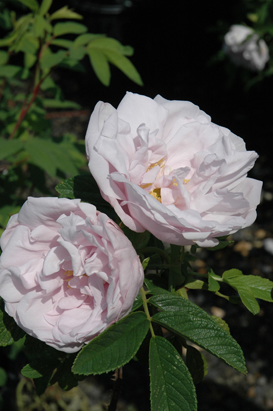 Snow Pavement Rose (Rosa 'Snow Pavement') at Jensen's Nursery & Landscaping