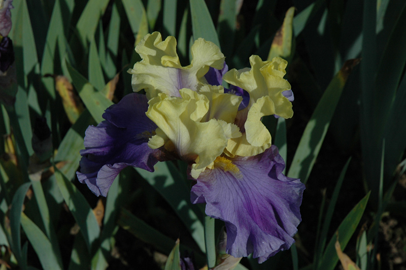 Edith Wolford Iris (Iris 'Edith Wolford') at Jensen's Nursery & Landscaping