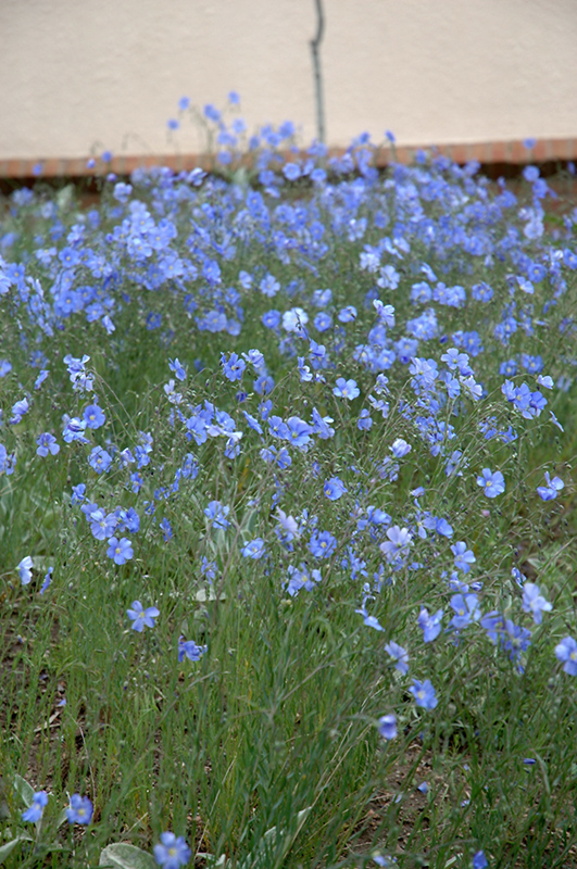 Blue Sapphire Perennial Flax (Linum perenne 'Blue Sapphire') at Jensen's Nursery & Landscaping