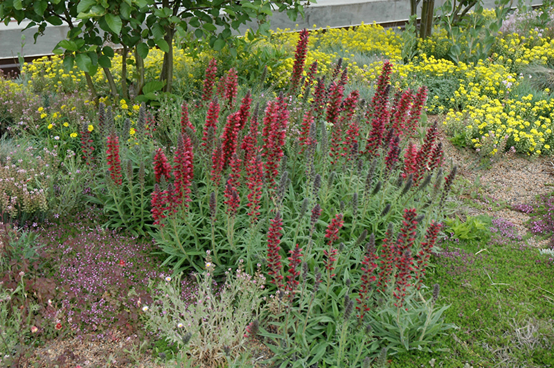 Red Feathers (Echium amoenum) at Jensen's Nursery & Landscaping