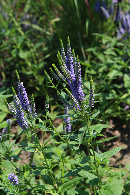 First Glory Speedwell (Veronica longifolia 'Alllord') at Jensen's Nursery & Landscaping