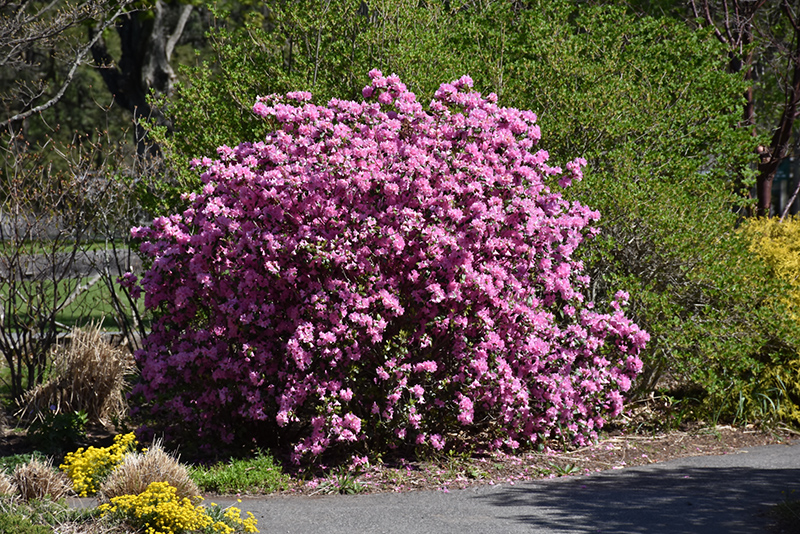 P.J.M. Elite Rhododendron (Rhododendron 'P.J.M. Elite') at Jensen's Nursery & Landscaping