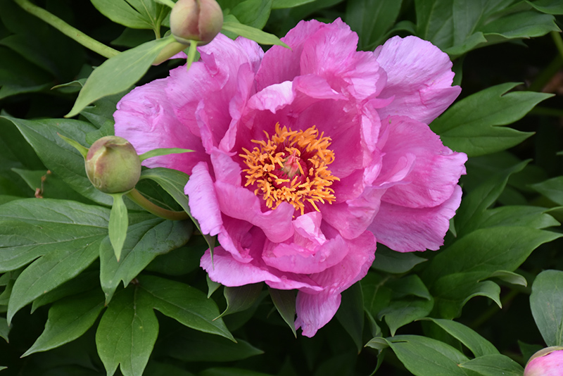 First Arrival Peony (Paeonia 'First Arrival') at Jensen's Nursery & Landscaping