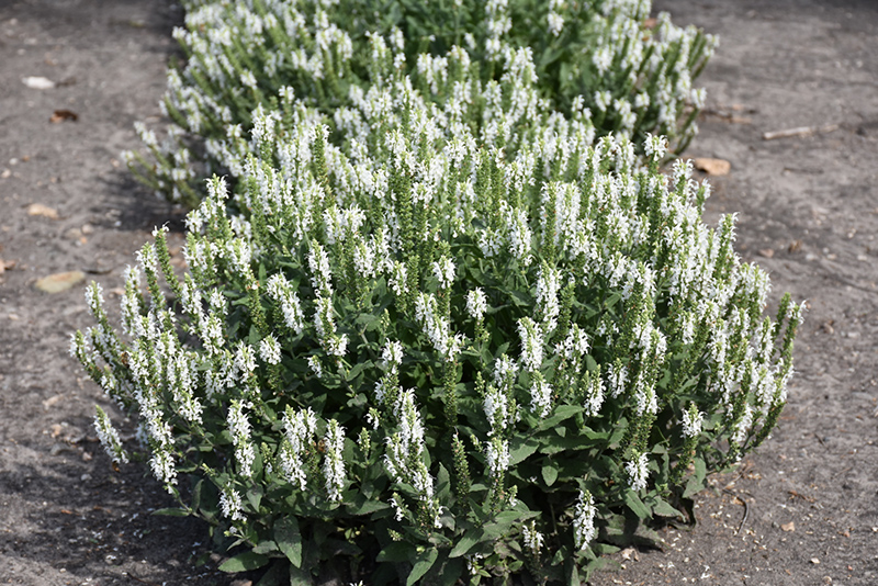 Lyrical White Meadow Sage (Salvia nemorosa 'Florsalwhite') at Jensen's Nursery & Landscaping