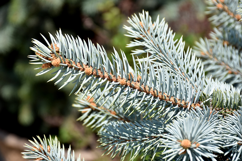 Crystal Blue Spruce (Picea pungens 'Crystal Blue') at Jensen's Nursery & Landscaping