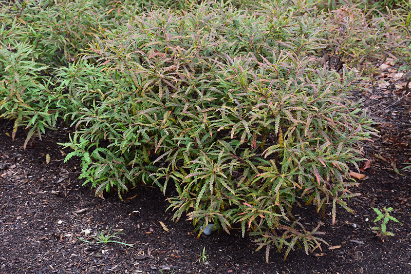 Sweetfern (Comptonia peregrina) at Jensen's Nursery & Landscaping