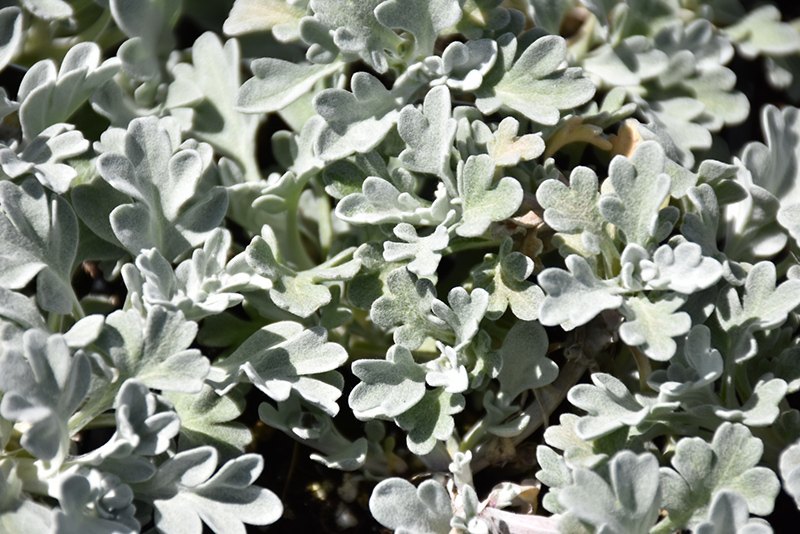 Boughton Silver Artemisia (Artemisia stelleriana 'Boughton Silver') at Jensen's Nursery & Landscaping