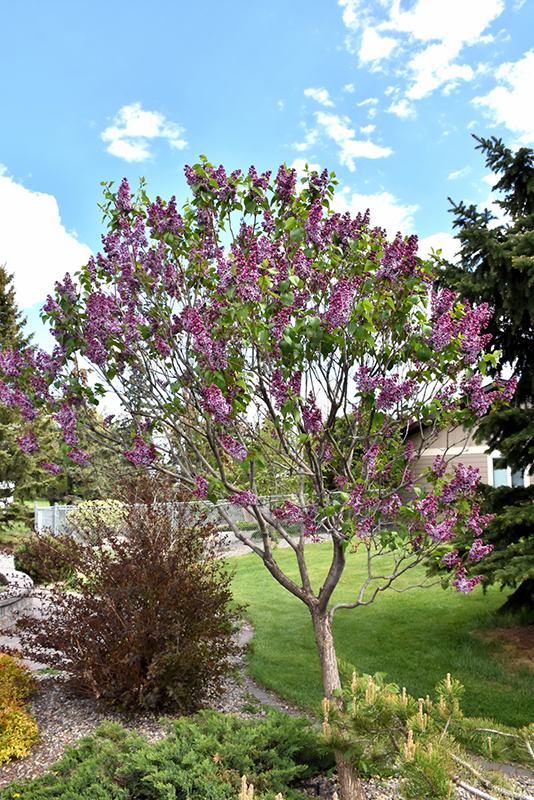 Sensation Lilac (Syringa vulgaris 'Sensation') at Jensen's Nursery & Landscaping