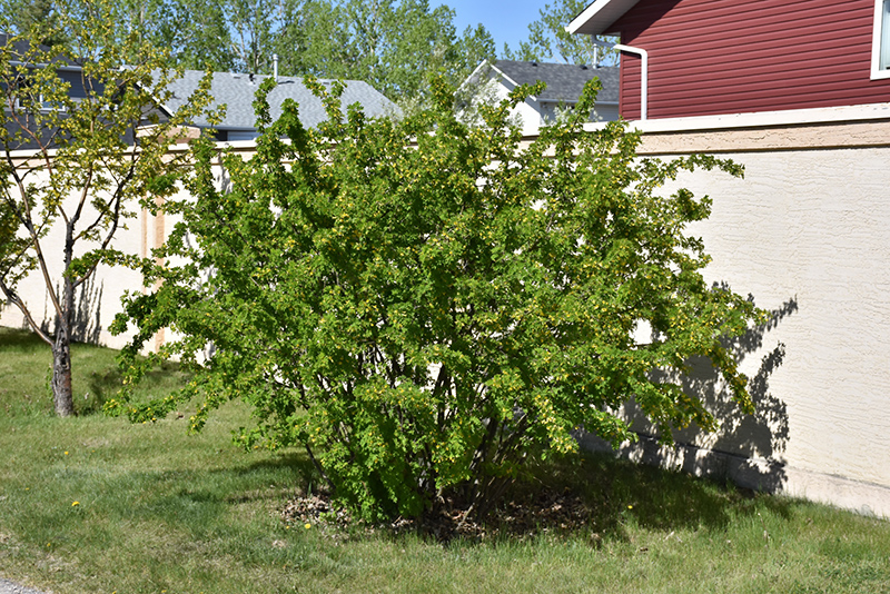 Peashrub (Caragana arborescens) at Jensen's Nursery & Landscaping