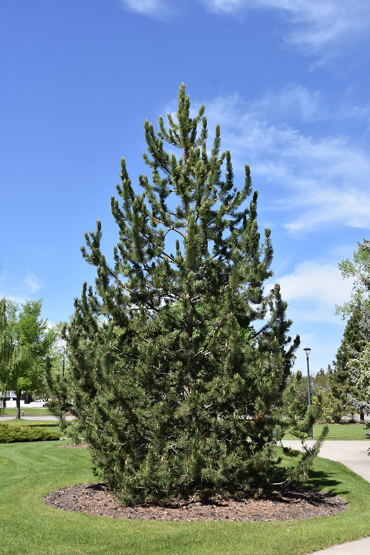 Mountain Pine (Pinus uncinata) at Jensen's Nursery & Landscaping