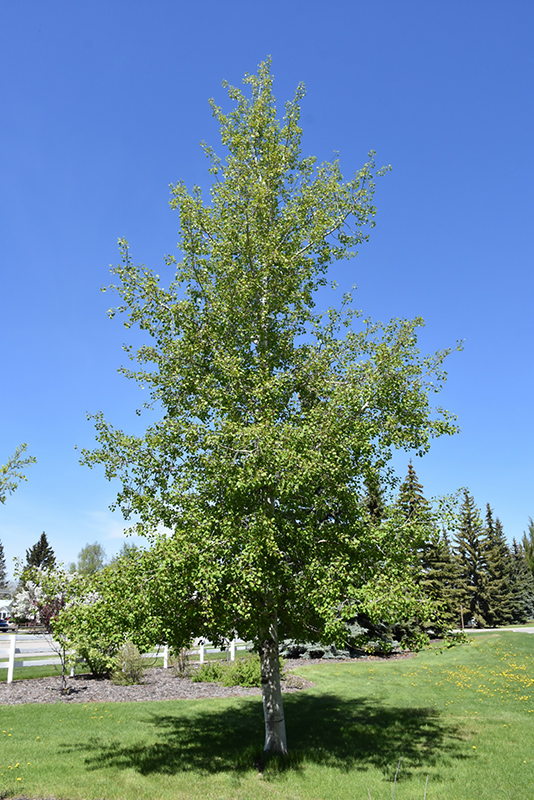 Trembling Aspen (Populus tremuloides) at Jensen's Nursery & Landscaping