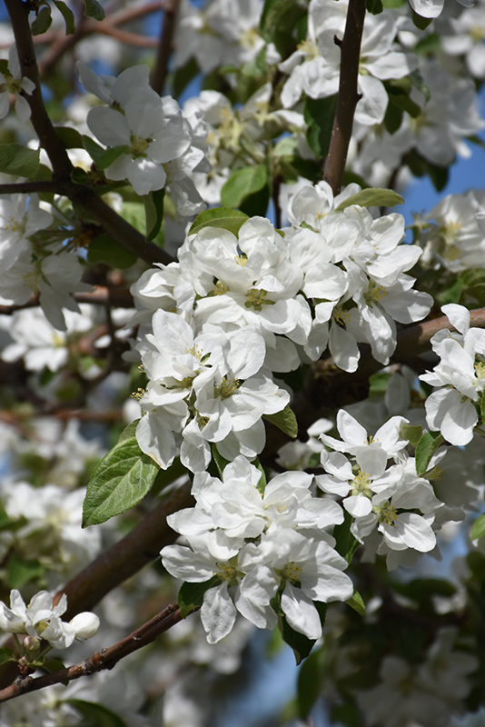 Norland Apple (Malus 'Norland') at Jensen's Nursery & Landscaping