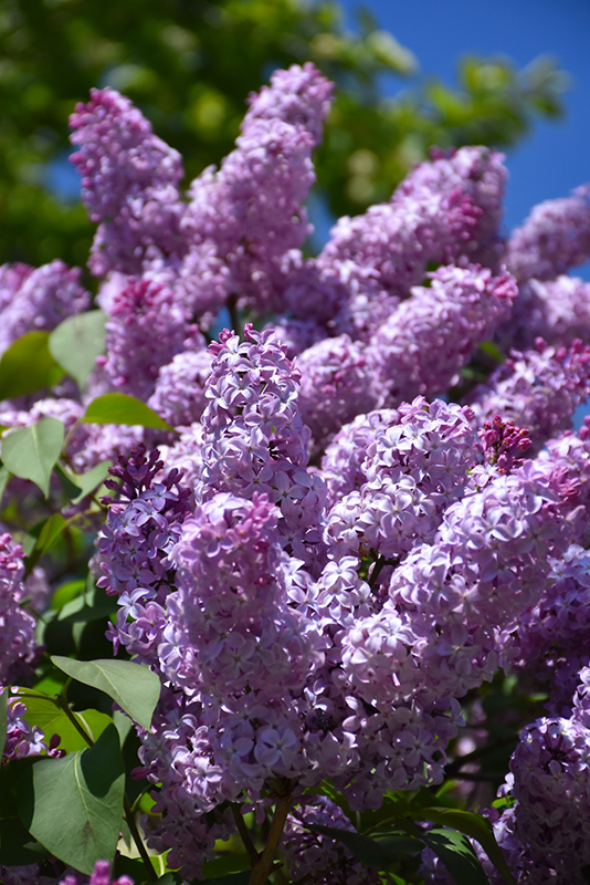 Common Lilac (Syringa vulgaris) at Jensen's Nursery & Landscaping
